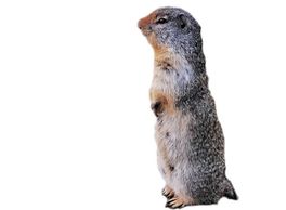 Cómo alejar a las tuzas de mi propiedad