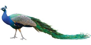 Cómo alejar a los pavos de mi propiedad