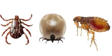 Cómo alejar a las pulgas y garrapatas de mi propiedad