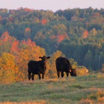 Fall on the Farm