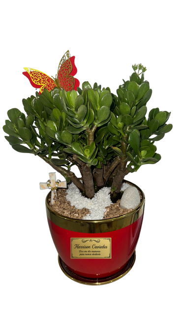 Mesa | Porcelana | Bonsai Jade Macho | Placa Bronze