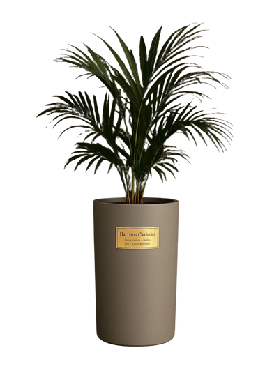 Self-Standing | Concreto | Palma Brasilera