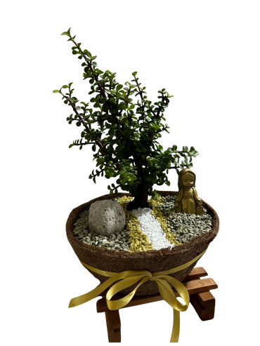 Plantar | BioDegradable | Jade Hembra