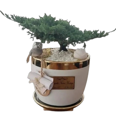 Mesa | Porcelana | Bonsai Jade Nana | Placa Bronze