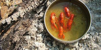 Crawdad Boil - Current River, Missouri
