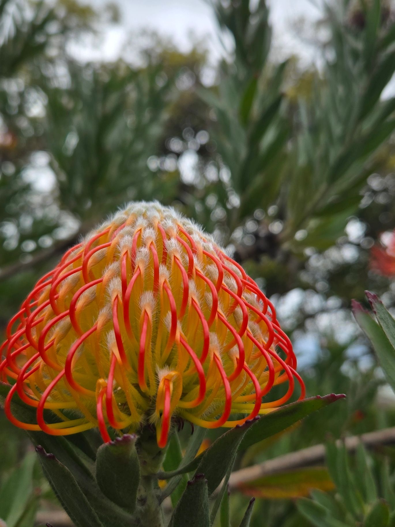 Blooming pin cushion protea