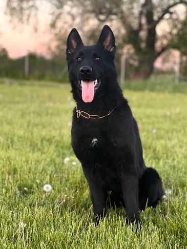 Black German Shepherd sitting in green grass with tongue out.