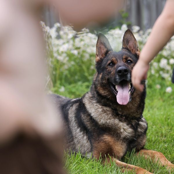 Maine, Massachusetts, Vermont, New Hampshire, Puppies, Shepherd, Sable, Black, Working dog, Company