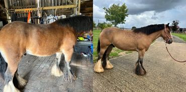 Full body clip with blended legs and mane tidy!