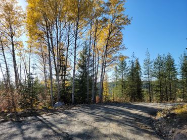 Yellow leaf trees by mountain on land for sale