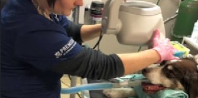 Comprehensive oral assessment, treatment and prevention. Dentistry.