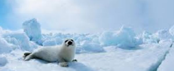 A seal pup lying on icy terrain with blue ice formations.