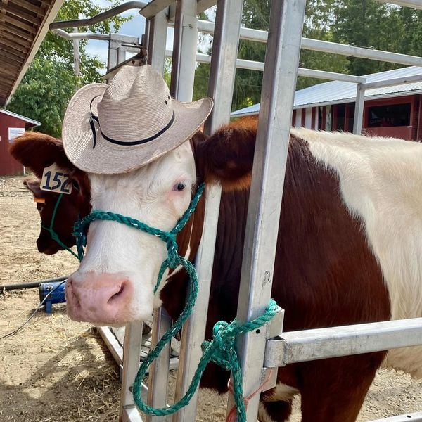 Cow wearing a cowboy hat