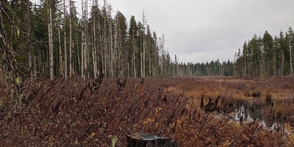 Marshland surrounded by trees