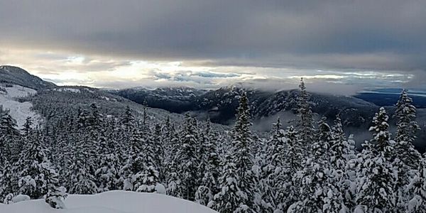Snow covered trees on Mt. Arrowsmith