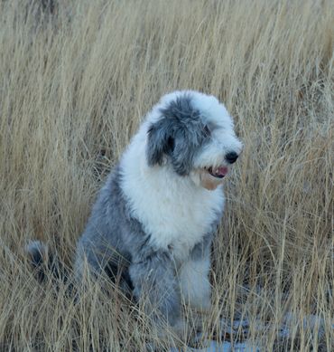 Old English Sheepdog