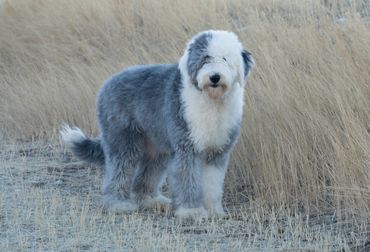 Old English Sheepdog