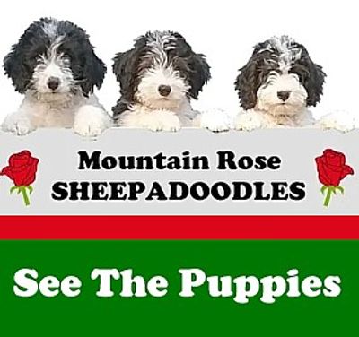 Sheepadoodle Puppies For Sale