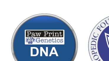 DNA and OFA Health Testing Logos