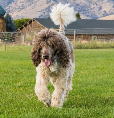 Standard Poodle Running