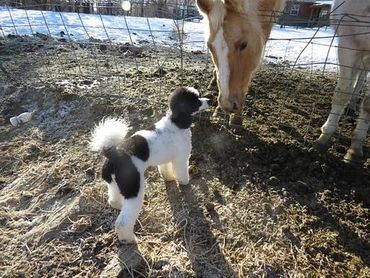 Poodle and Horse