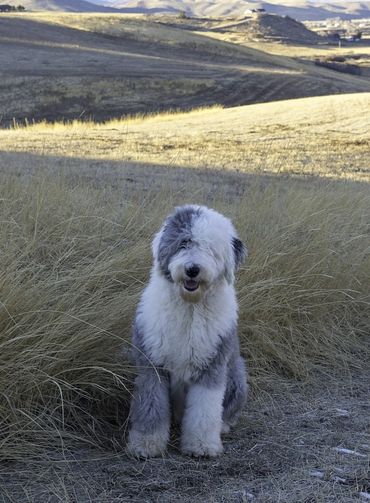 Sheepdog
