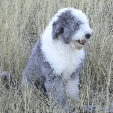 Fluffy gray and white dog sitting in tall dry grass.