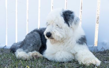 Old English Sheepdog