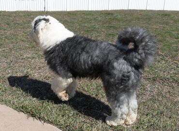 Old English Sheepdog