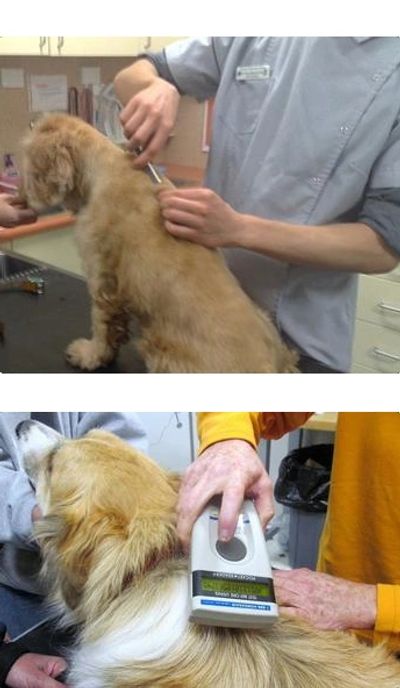 Veterinarian Inserting Microchip in Dog