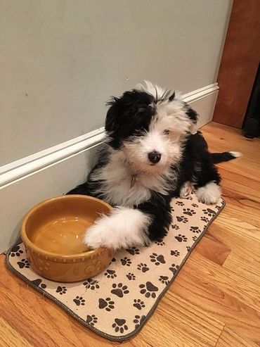 Young sheepadoodle laying by food dish