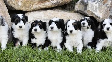 sheepadoodle puppies on grass by rock wall