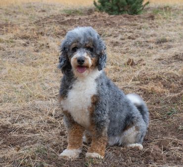 Moyen Poodle Sitting