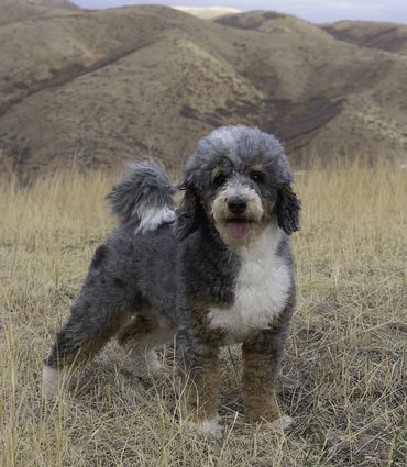 Moyme Poodle Standing