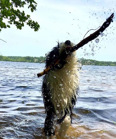 Sheepadoodle Playing In Water