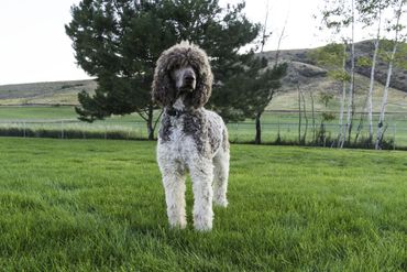 Standard Poodle Standing