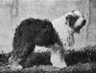 Old English Sheepdog, champion Elkington Squire