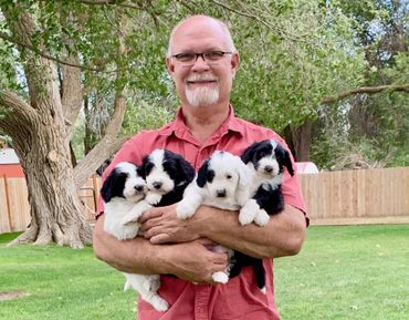 man holding 4 sheepadoodle puppies