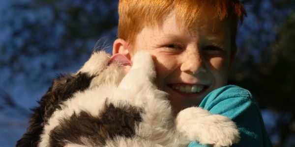 Sheepadoodle puppy licking boy's face
