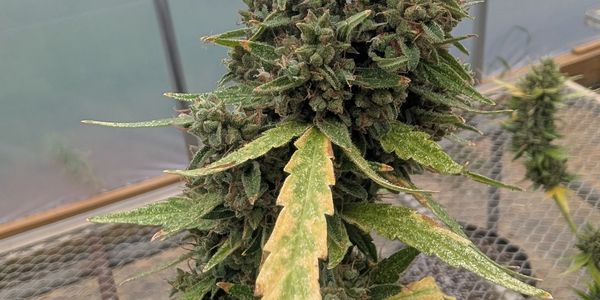 Close-up of a cannabis plant with buds and leaves.