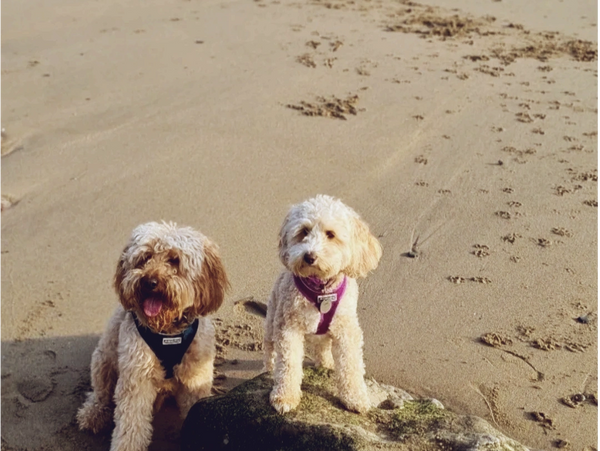 2 cockapoo dogs on the beach