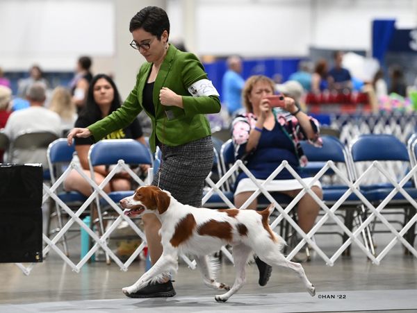 Woman in green jacket walking a white and brown dog at a dog show.
