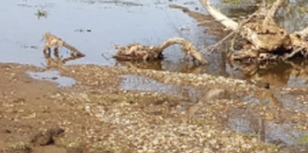 The Water Gap Saver stops debris from backing up water and creating flooding and more erosion issues