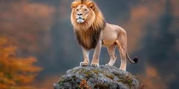 Lion on top of the world