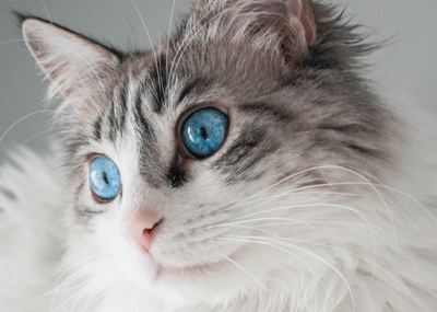 Gorgeous cat with blue eyes