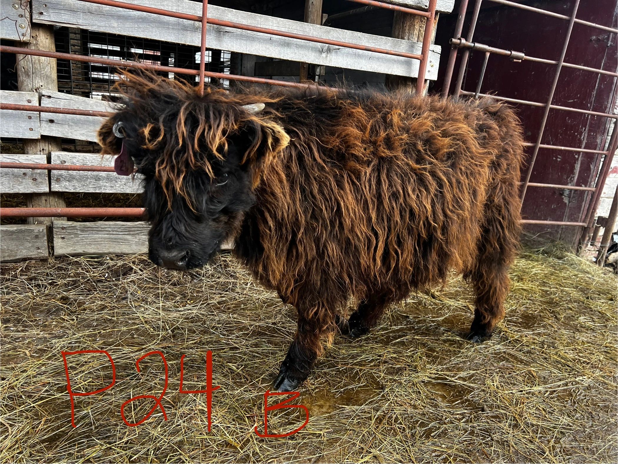 2024 Micro Mini Highland Bull Calf $8000 - very shaggy