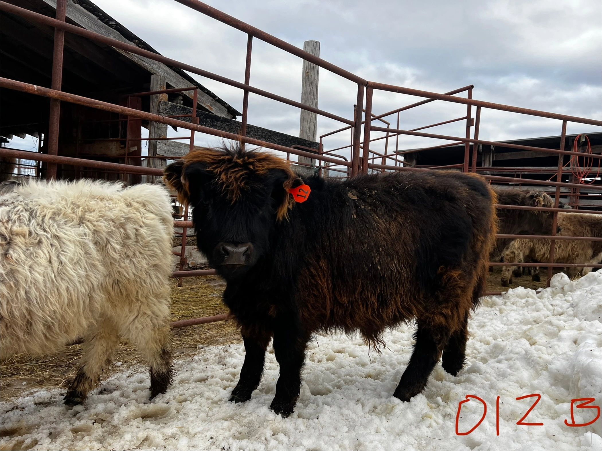 2024 Micro Mini Highland Bull Calf $7500