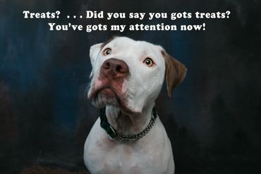 Studio photo of a dog wanting treats
