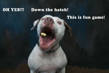 Studio photo of a dog catching treats