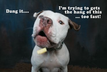 Studio photo of a dog trying to catch treats